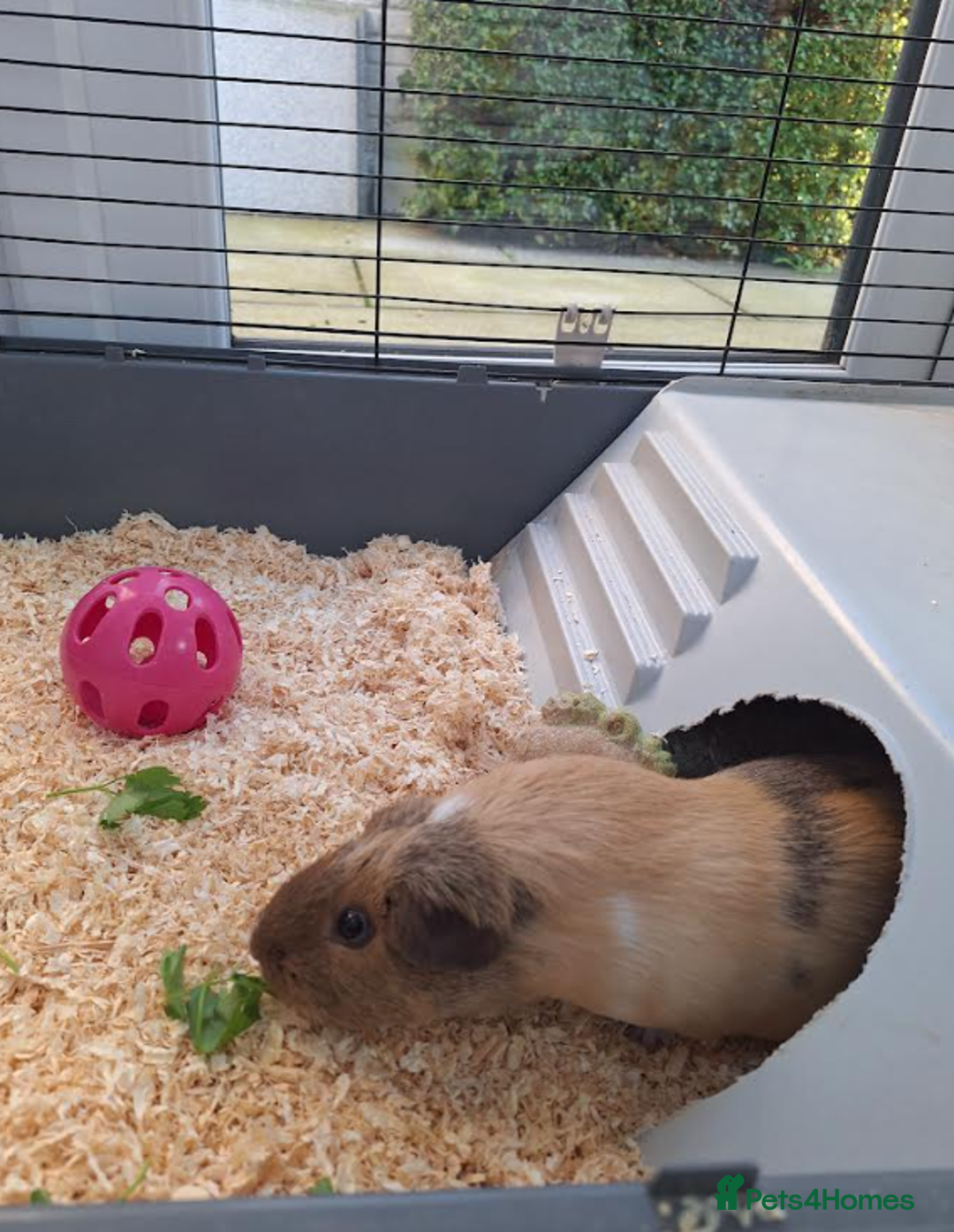 Guinea Pig rodents for sale: Two Gentle Female Guinea Pigs - Advert 4