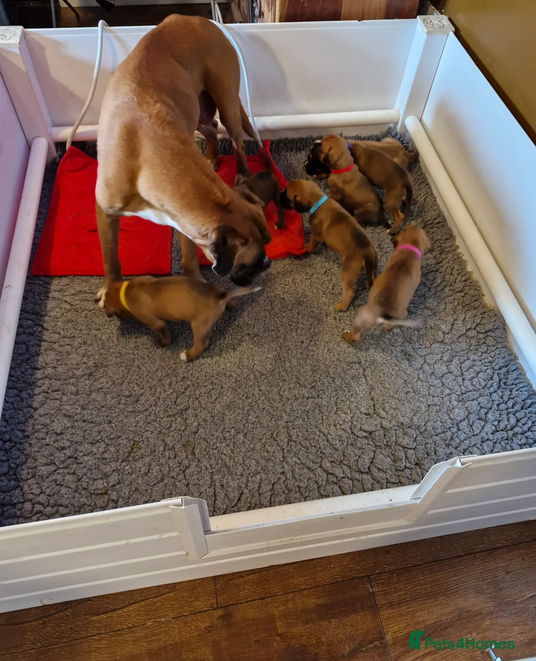 Boxer dogs for sale: STUNNING GORGEOUS KC PUPPIES  - Advert 20