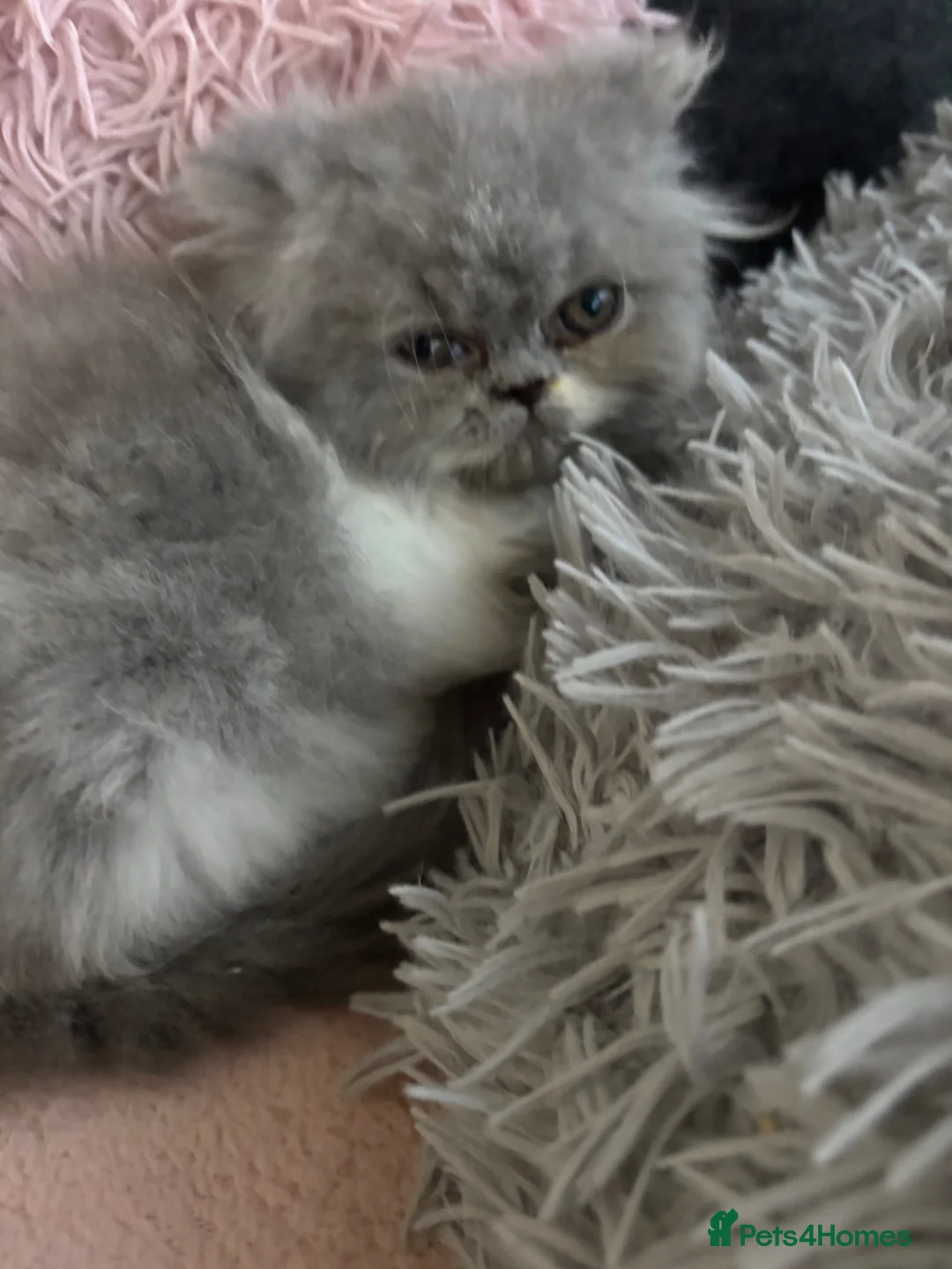 Persian cats for sale: 2 full pedigree GCCF registered Persian kittens  in London - Advert 2