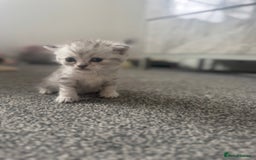 Scottish Fold cats for sale: 🐾 Beautiful Scottish Fold Kittens for Sale 🐾 - Image 7