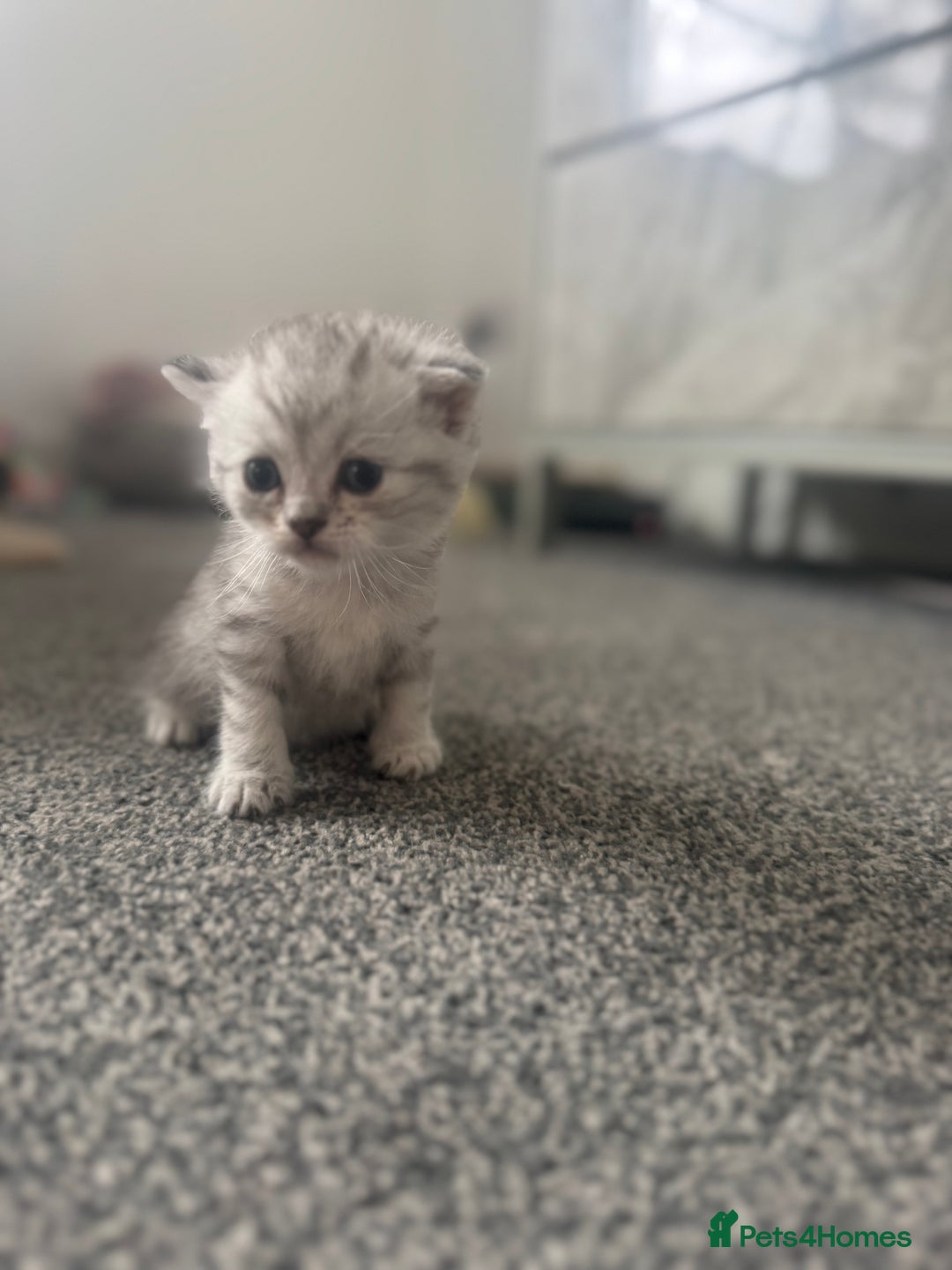 Scottish Fold cats for sale: 🐾 Beautiful Scottish Fold Kittens for Sale 🐾 - Image 7