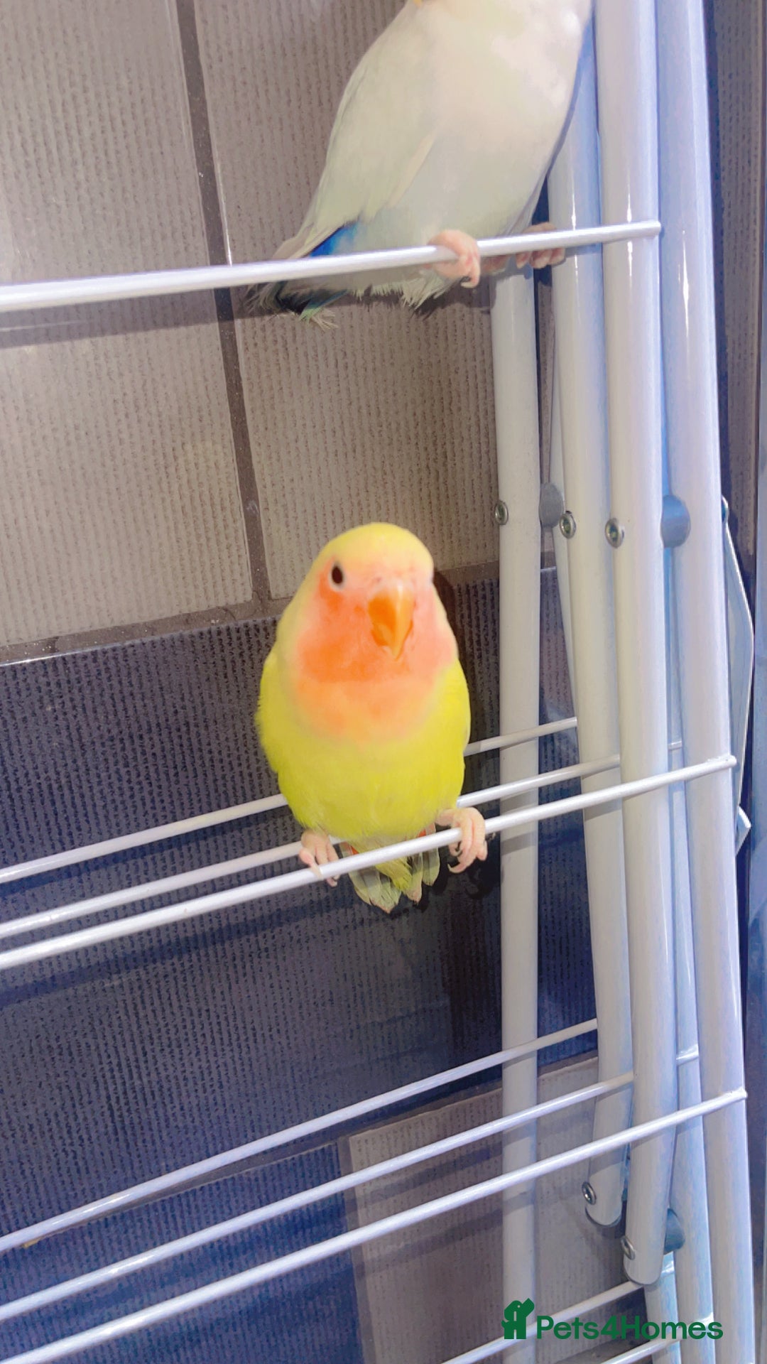 Lovebirds birds for sale: Love birds - Advert 13