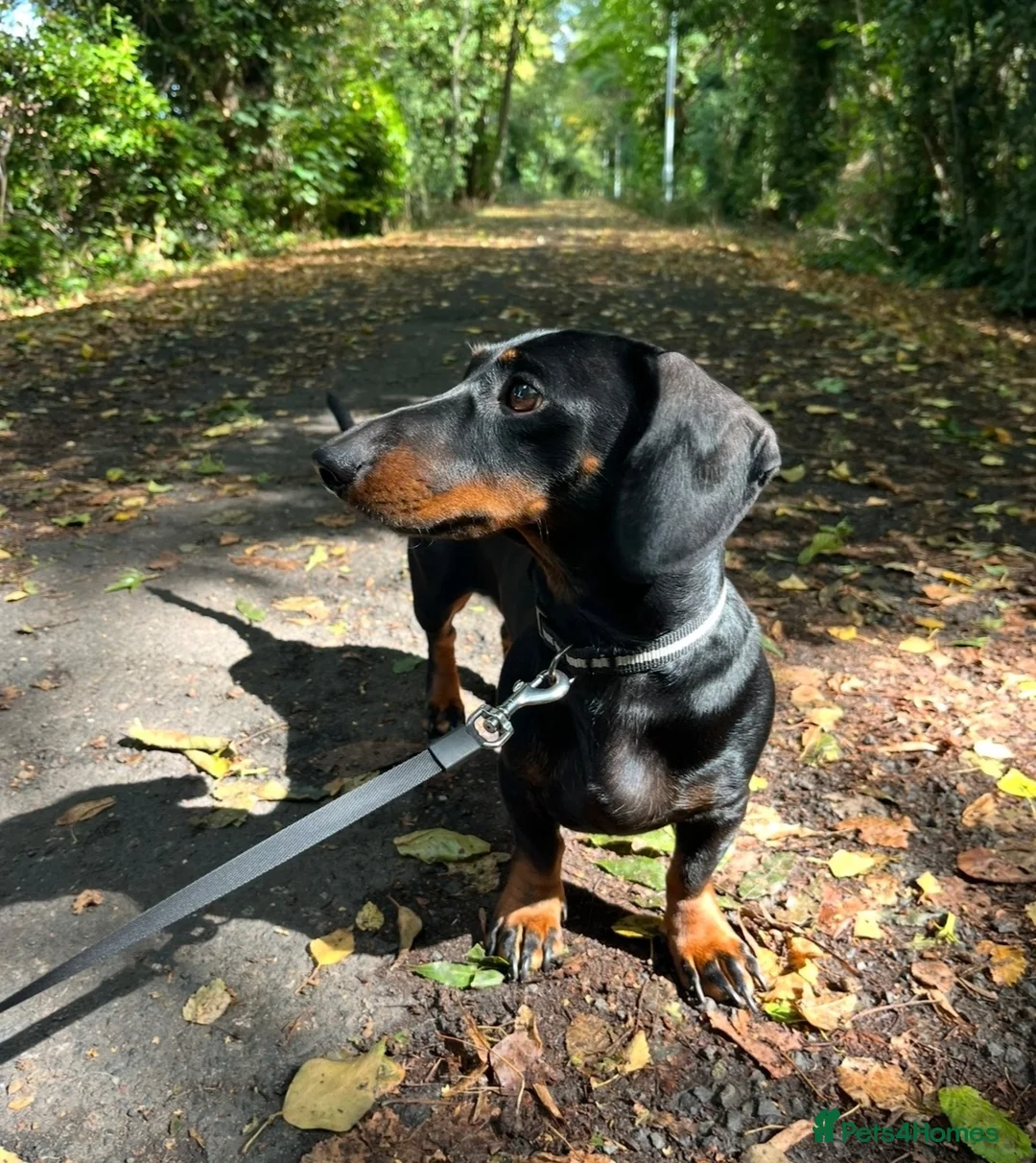 Dachshund dogs for stud: Rex   in Telford - Advert 2