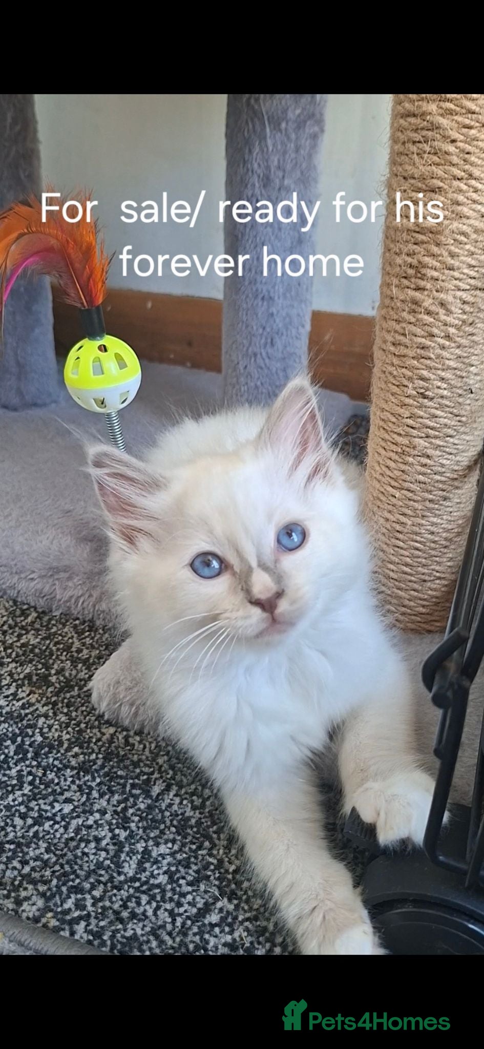 Ragdoll cats GCCF Lilac Ragdoll Kittens - Advert 6