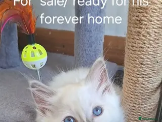 Ragdoll cats GCCF Lilac Ragdoll Kittens - Advert 6
