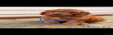 Peanut - cockapoo boy-Red 