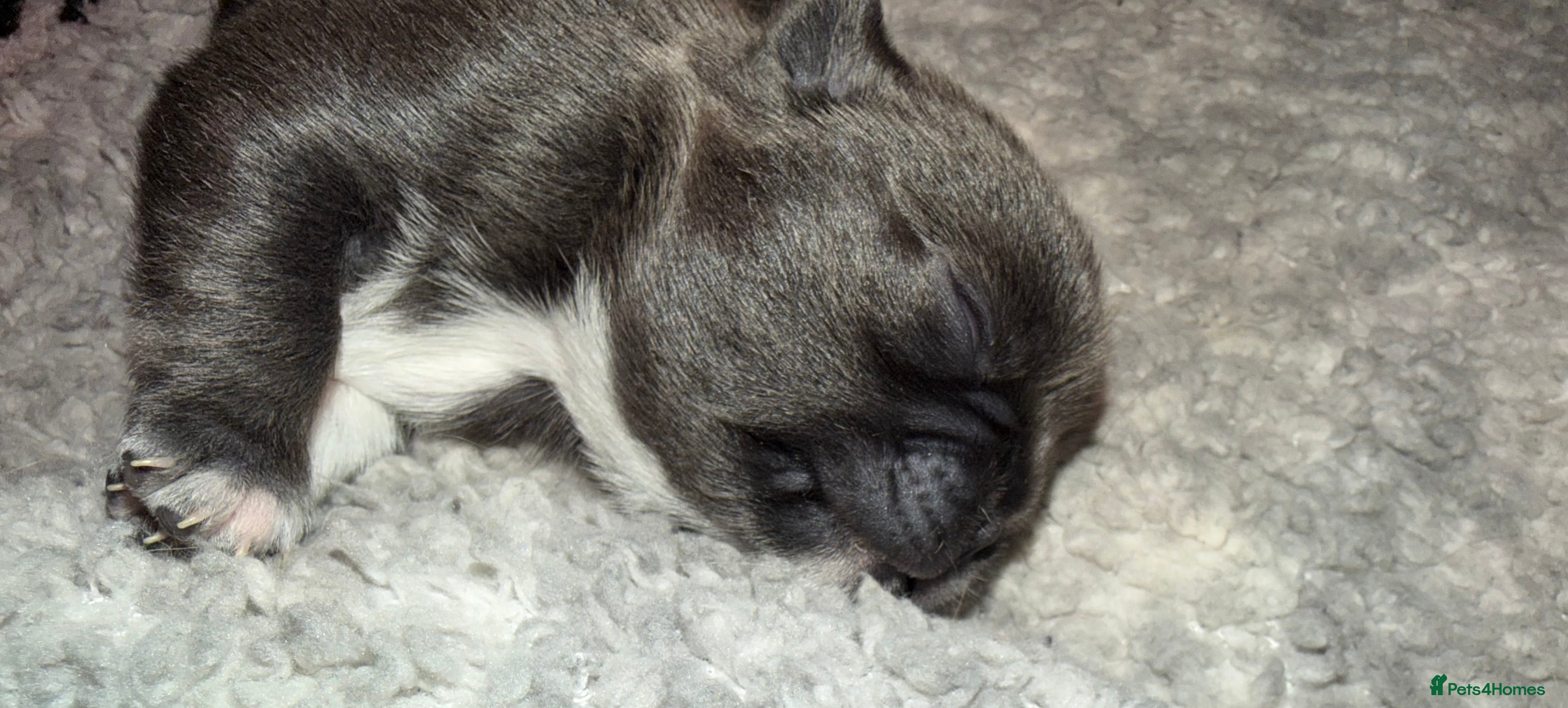 Pug dogs 🐾 PEGGY × ALASKA — A TRULY UNIQUE PUG LITTER 🐾  - Advert 2