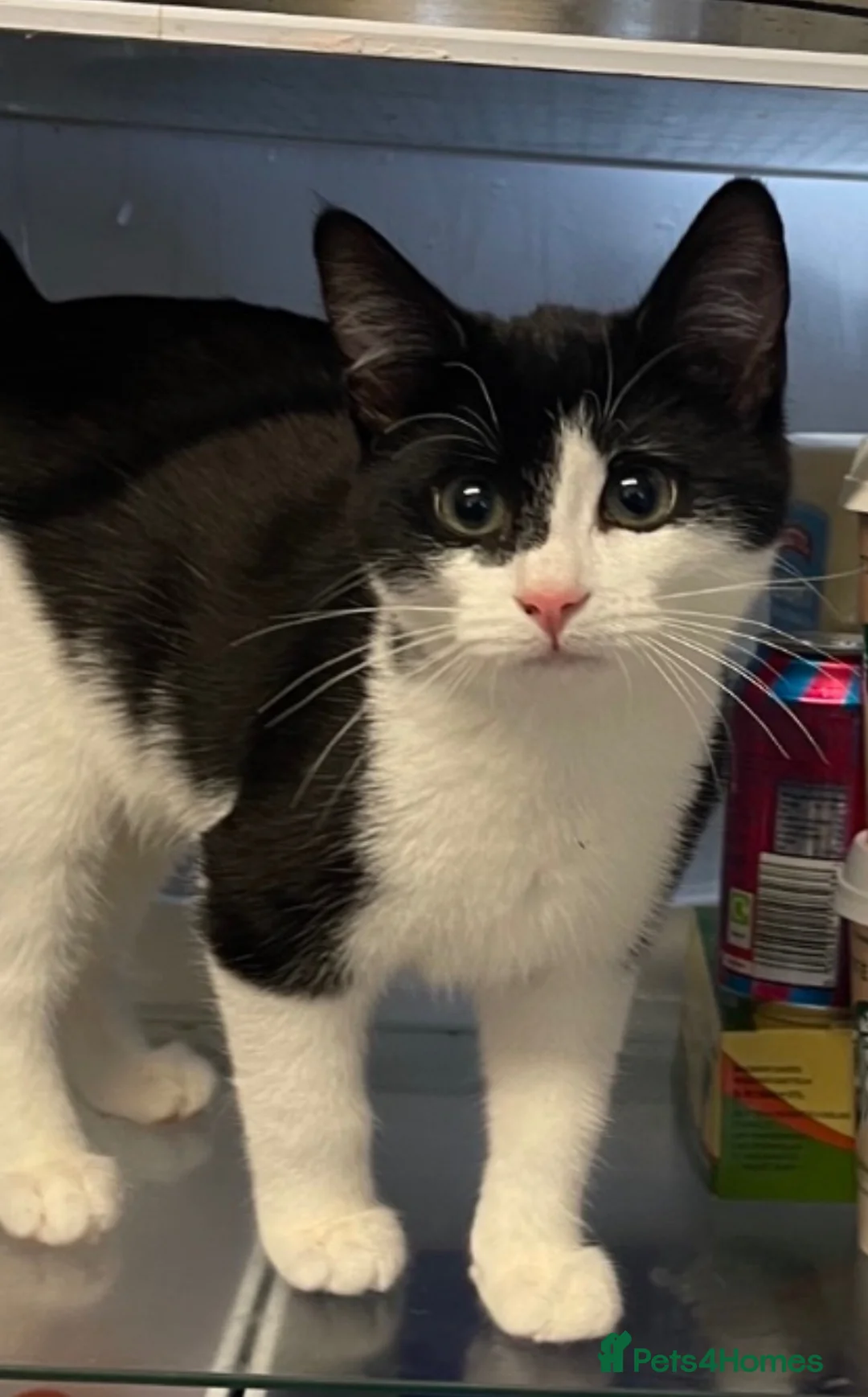 Domestic Shorthair cats for sale: Tuxedo Female Friend in Sheffield - Advert 1