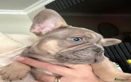 French Bulldog dogs for sale: French bulldog puppies  - Image 13