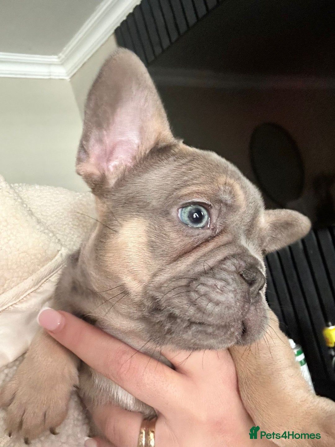 French Bulldog dogs for sale: French bulldog puppies  - Image 13