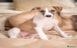 Whippet dogs for sale: Sadly for rehoming mother and son kc whippets. - Image 10