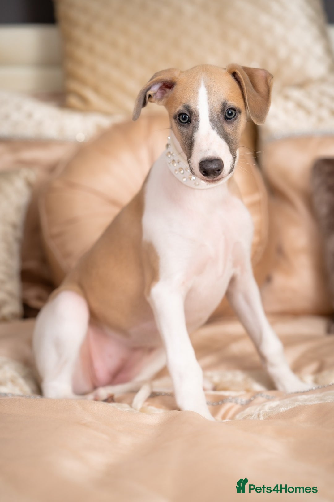 Whippet dogs for sale: Sadly for rehoming mother and son kc whippets. - Image 10