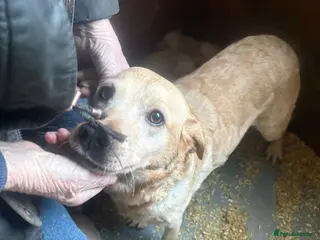 Labrador Retriever dogs Beautiful litter of golden labrador puppies - Advert 4