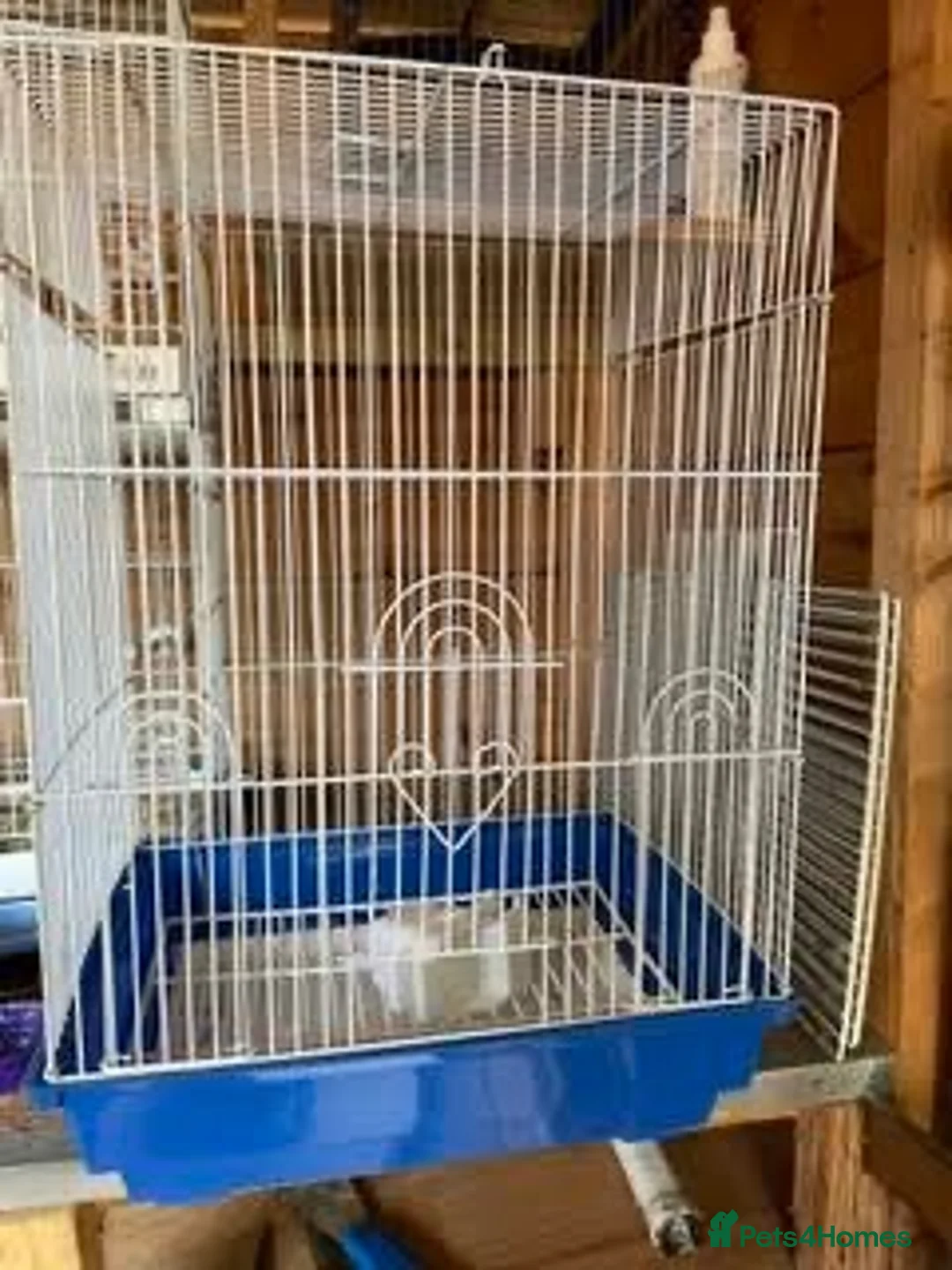 Canaries birds for sale: Canary  - Advert 2