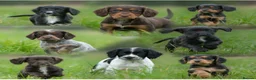 Cocker Spaniel dogs for stud: Kc registered proven stud  - Advert 12