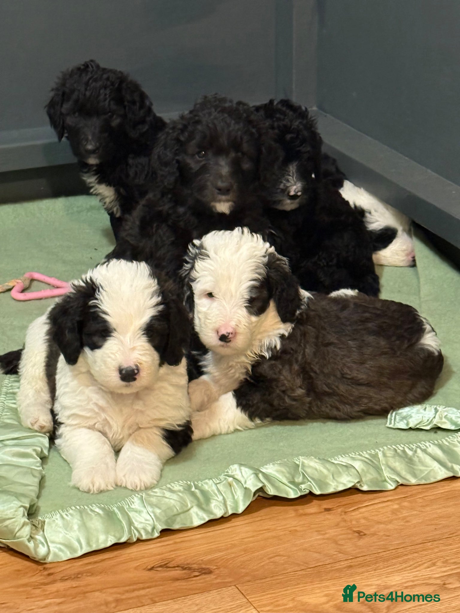 Sheepadoodle dogs Lovely litter of F1 Sheepadoodles - Advert 1