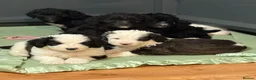 Sheepadoodle dogs for sale: Lovely litter of F1 Sheepadoodles - Advert 1