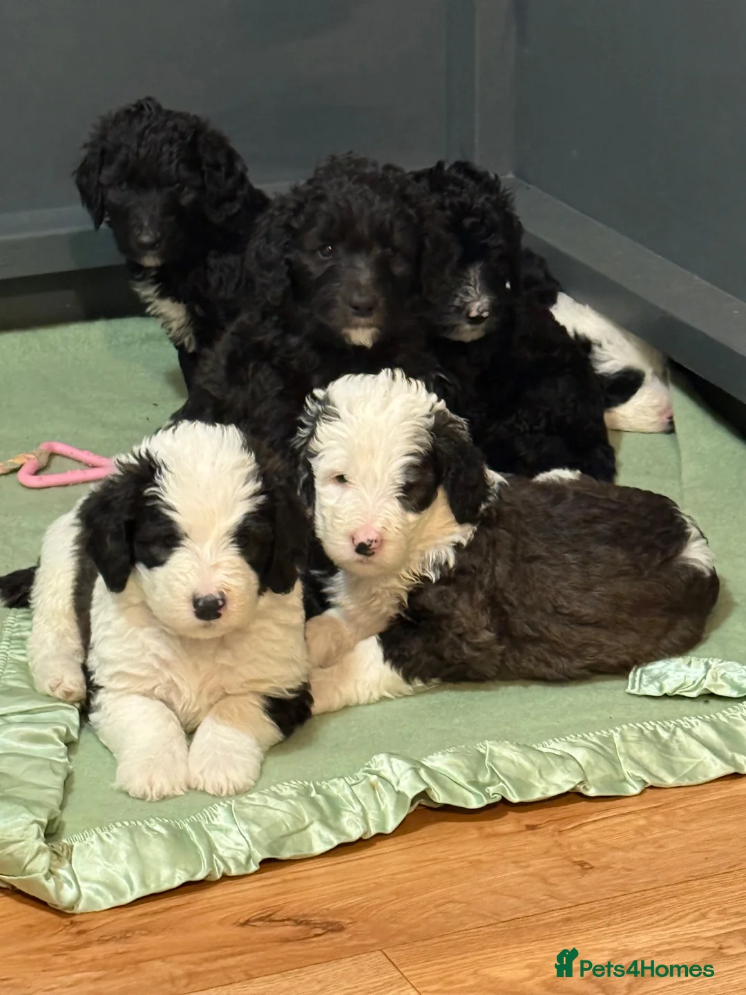 Sheepadoodle dogs for sale: Lovely litter of F1 Sheepadoodles - Advert 1