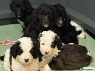 Sheepadoodle dogs Lovely litter of F1 Sheepadoodles - Advert 1
