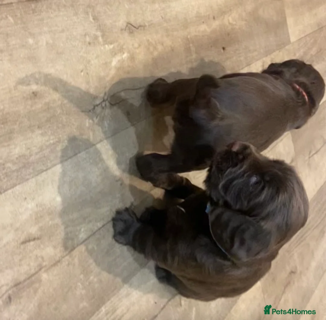 Cocker Spaniel dogs for sale: Chocolate Worker Cocker Puppies Kennel Club  - Advert 5