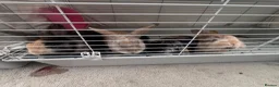 Lionhead rabbits for sale: Mixed Netherland and lionhead  in Pudsey - Advert 8