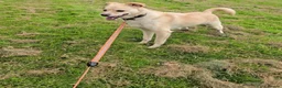 Mixed Breed dogs for adoption: Pippin for adoption - Advert 6