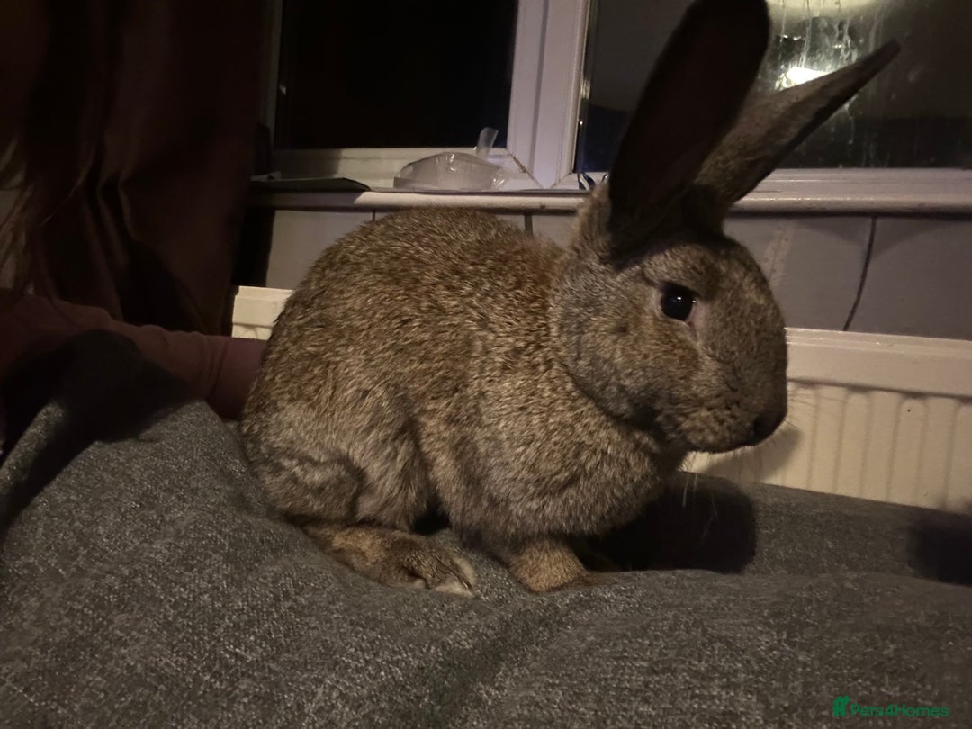 Continental Giant rabbits for sale: Rubeus - Image 5