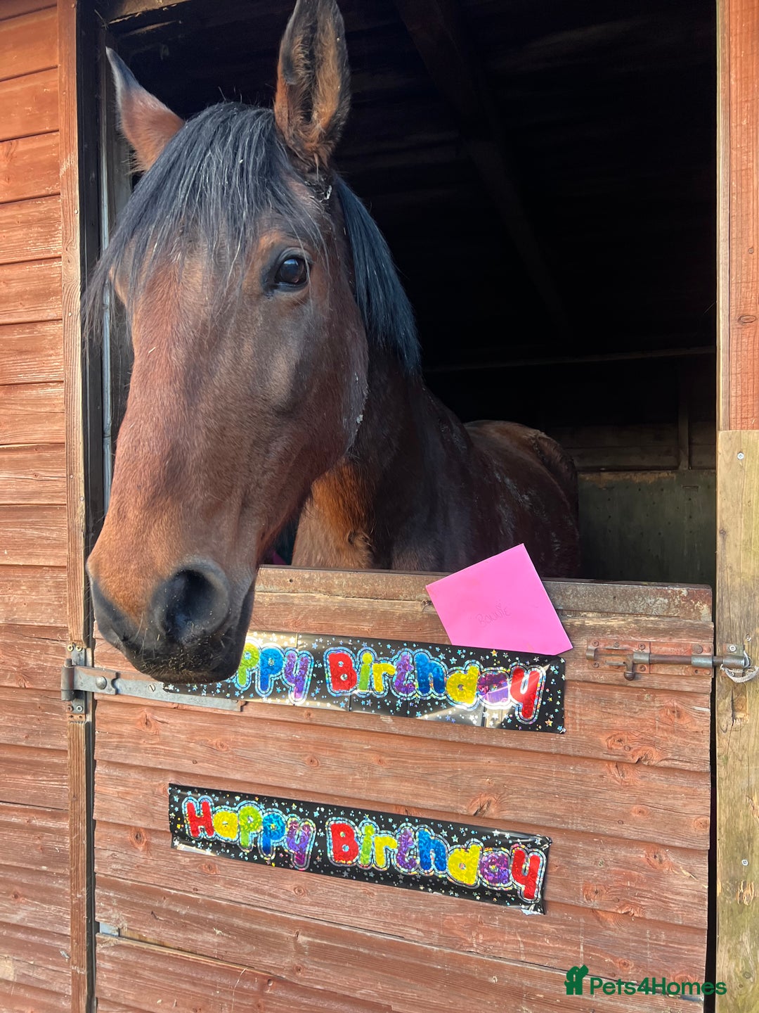 American Standardbred horses for sale: Bonnie ❤️🐴 - Image 2