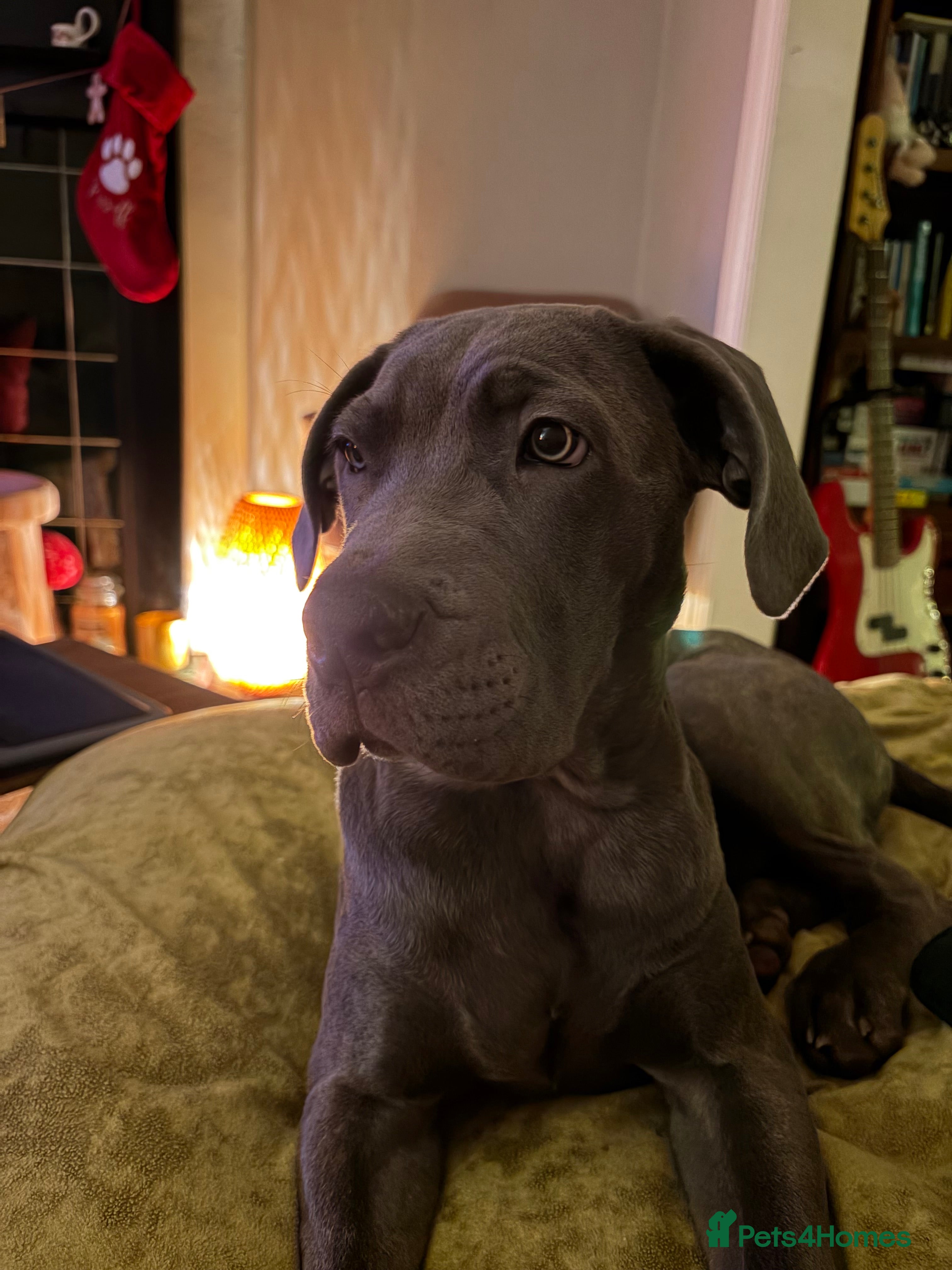 Cane Corso dogs  5-Month Cane Corso Puppy Looking for Forever Home - Advert 6