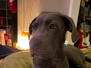 Cane Corso dogs 5-Month Cane Corso Puppy Looking for Forever Home - Advert 6