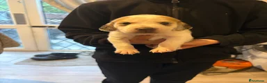 Beagle Puppy 5