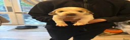 Beagle dogs for sale: Beagle pups in Bradford - Advert 6