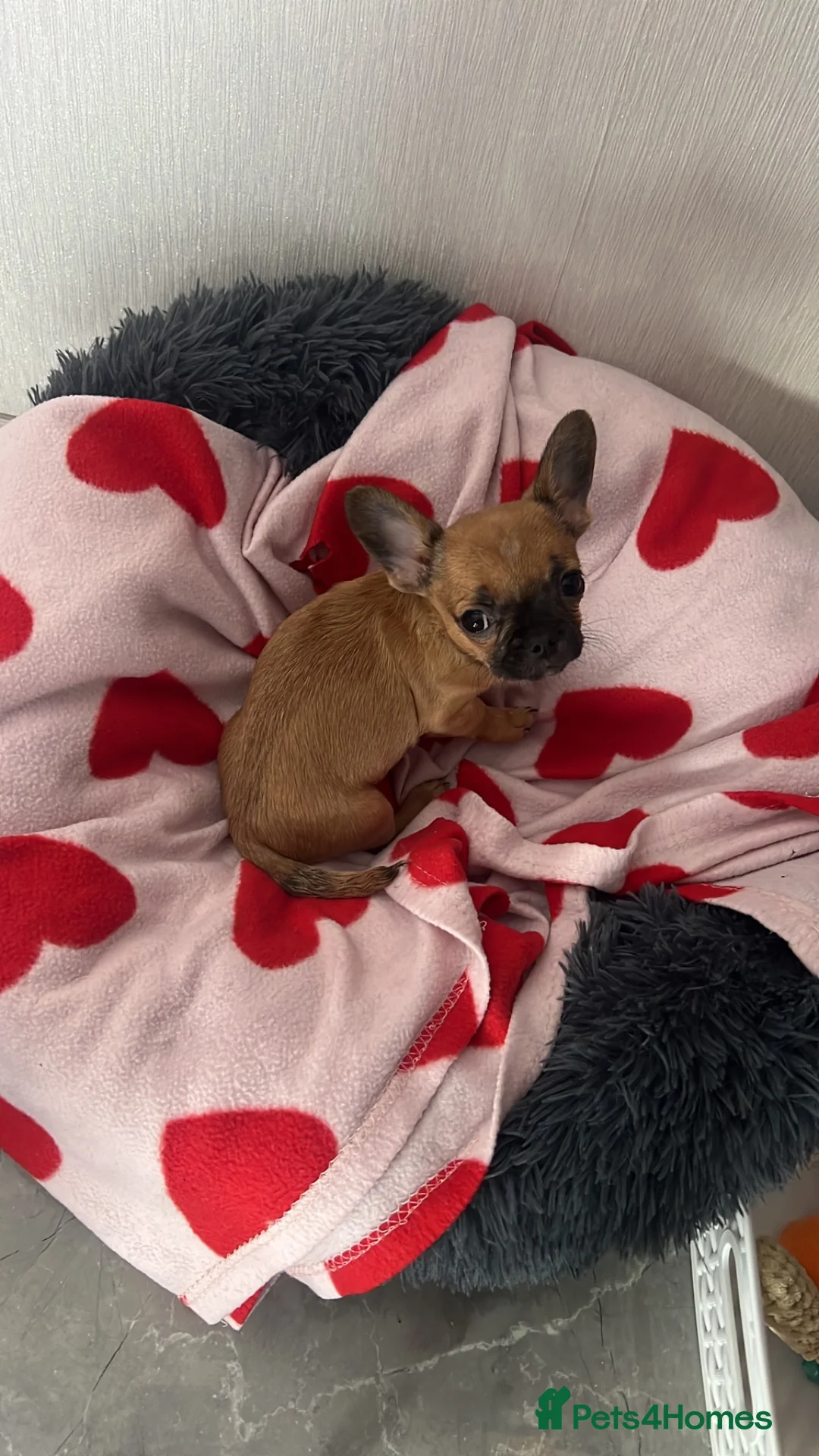 Mixed Breed dogs for sale: French/Chihuahua girlie - Advert 5