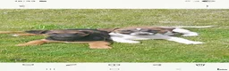 Jack Russell dogs for stud: Handsome Lenny for Stud - Advert 5