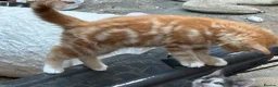 Mixed Breed cats for sale: Ragdoll x gorgeous  - Advert 6