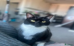 British Shorthair cats for sale: CAT looking for forever home - Image 3