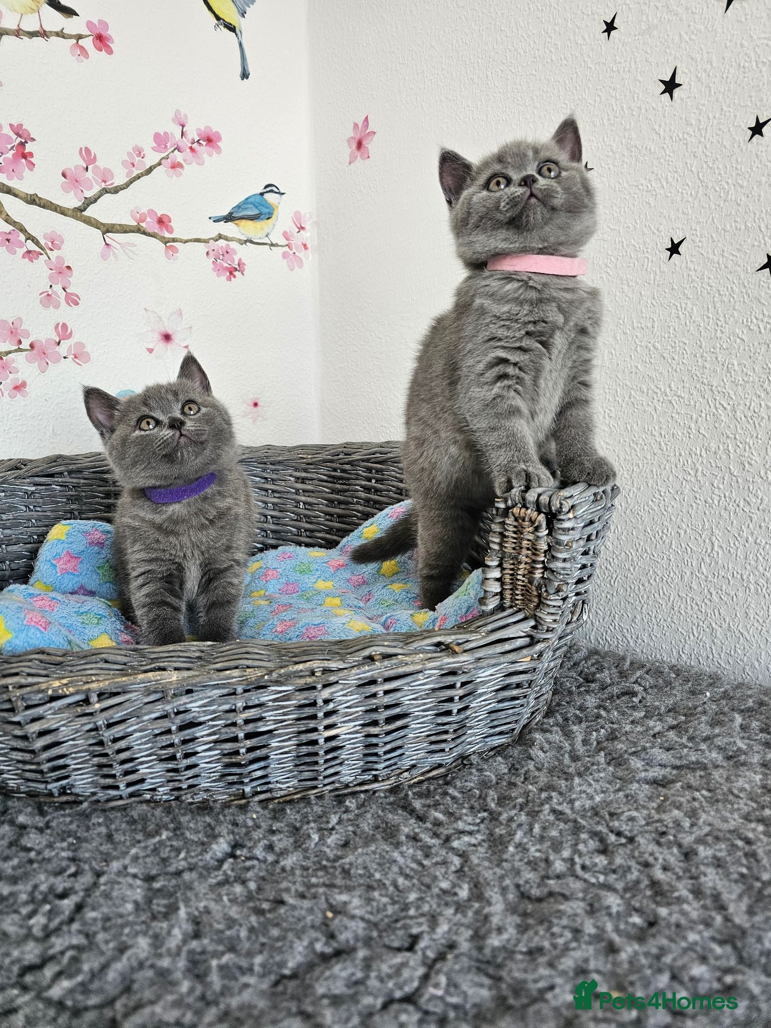 British Shorthair cats British Shorthair Kittens - Advert 2