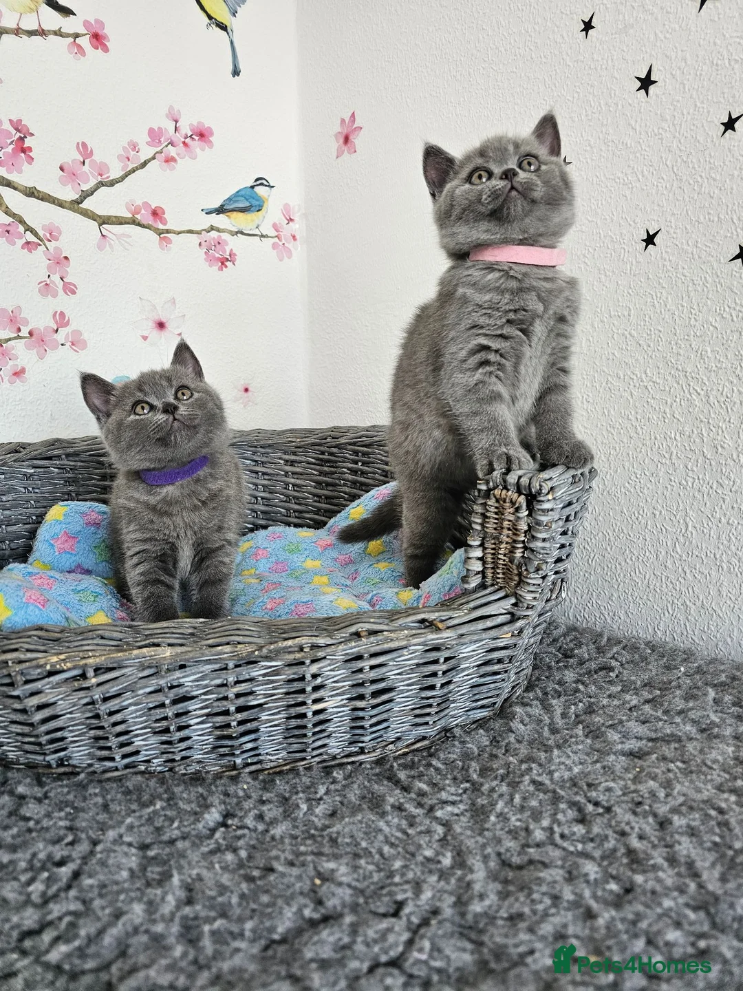British Shorthair cats for sale: British Shorthair Kittens - Advert 2