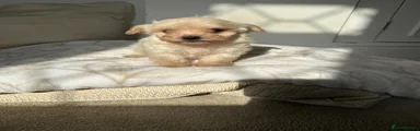 Maltipoo 3