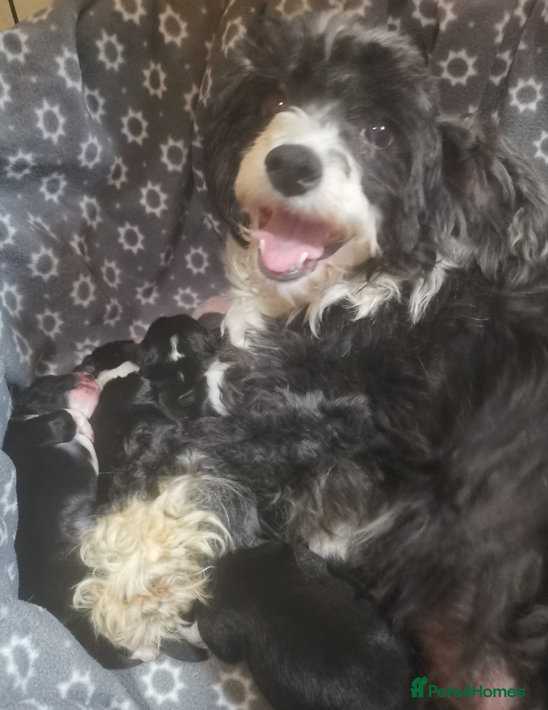 Chinese Crested dogs for sale: Chinese crested puppies for sale  - Advert 1