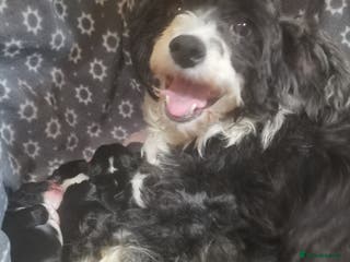 Chinese Crested dogs Chinese crested puppies for sale - Advert 1