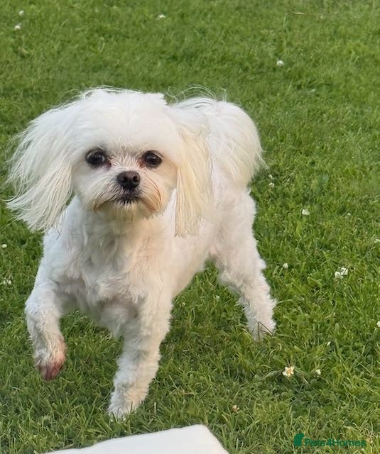 Maltese dogs 2 GORGEOUS MALTESE GIRLS - Advert 2
