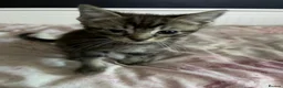 Mixed Breed cats for sale: Ragdoll x DSH kitten male - Advert 5