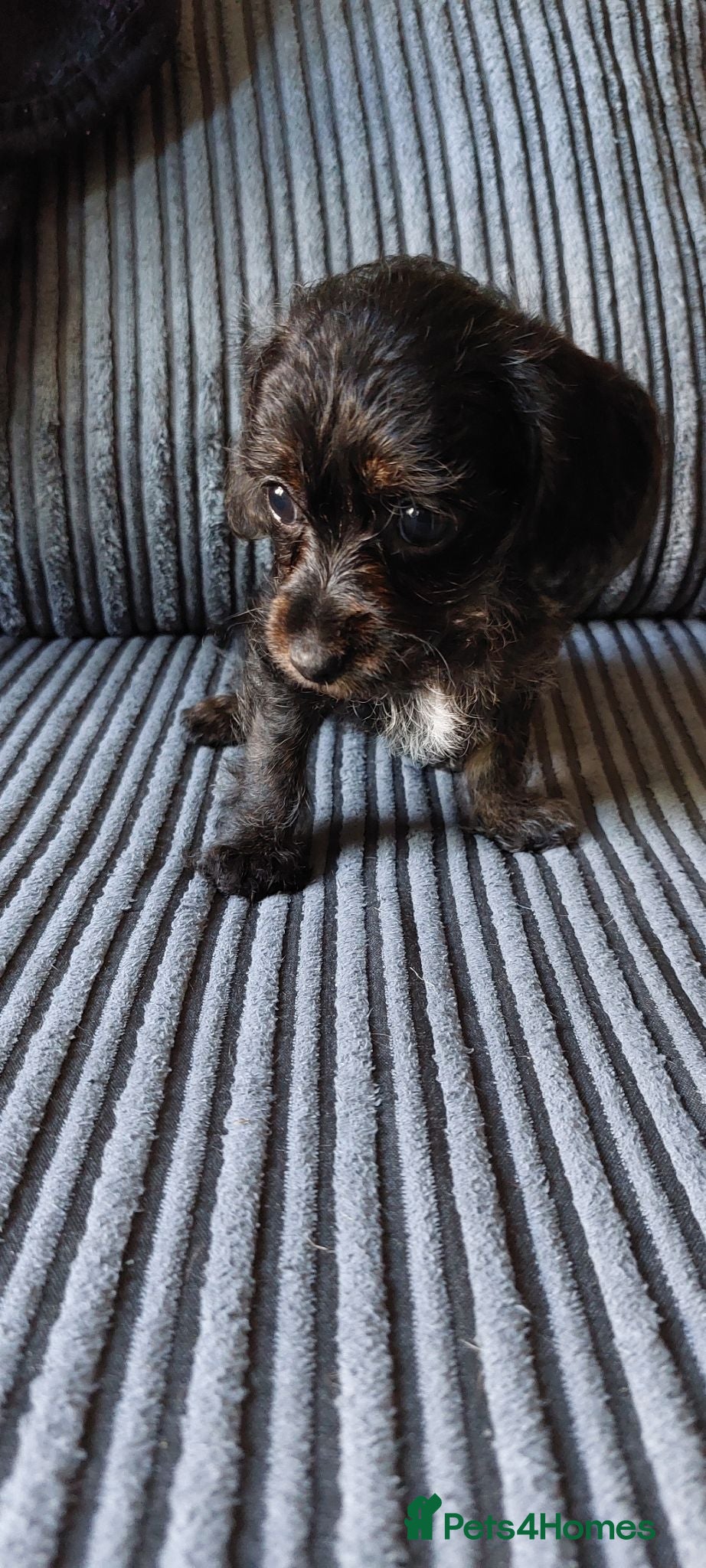 Mixed Breed dogs Small Mixed Breed Puppies - Advert 9