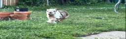 English Bulldog dogs for sale: Beautiful bulldog girl puppy  - Advert 4