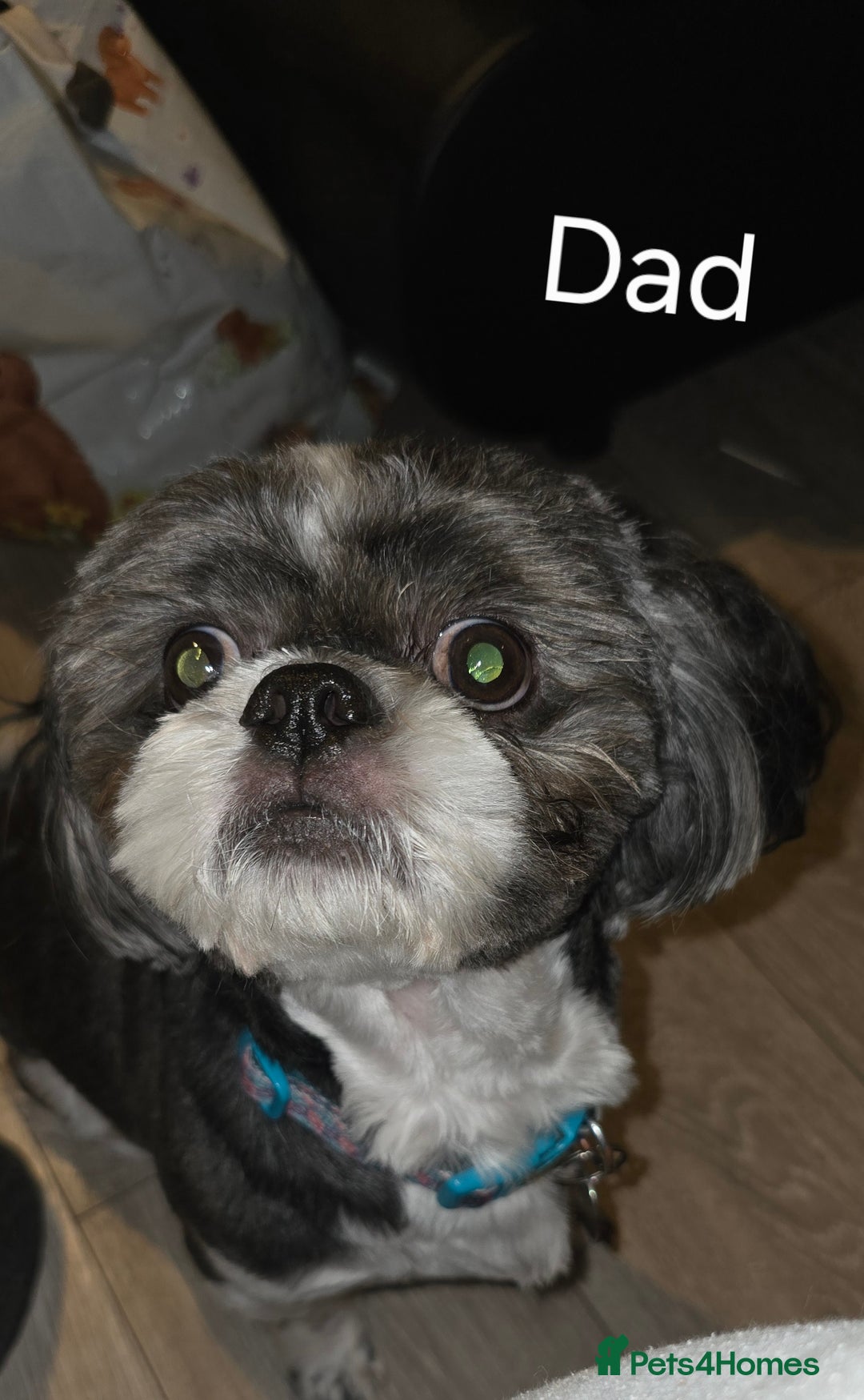 Malshi dogs for sale: Shih Tzu x Malshi Pups - Advert 6