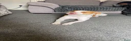 Mixed Breed dogs for sale: Mr Spooky - Advert 2