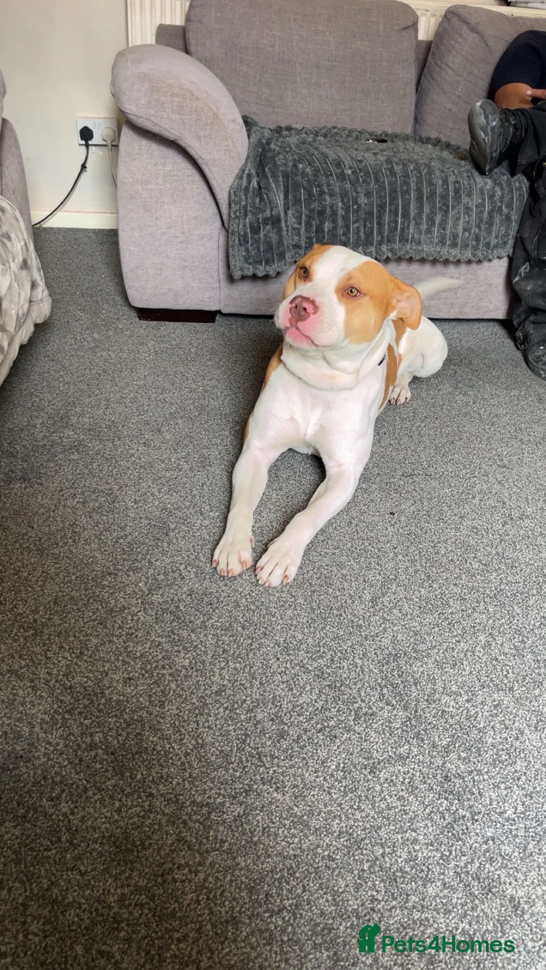 Mixed Breed dogs for sale: Mr Spooky - Advert 2