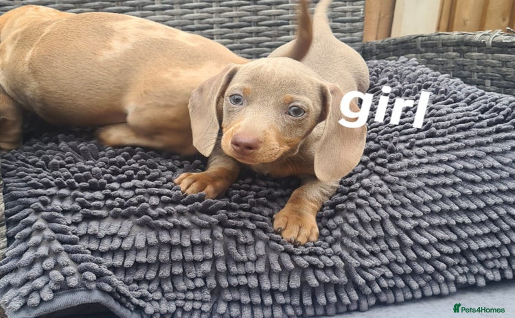 Miniature Dachshund dogs - Advert 4