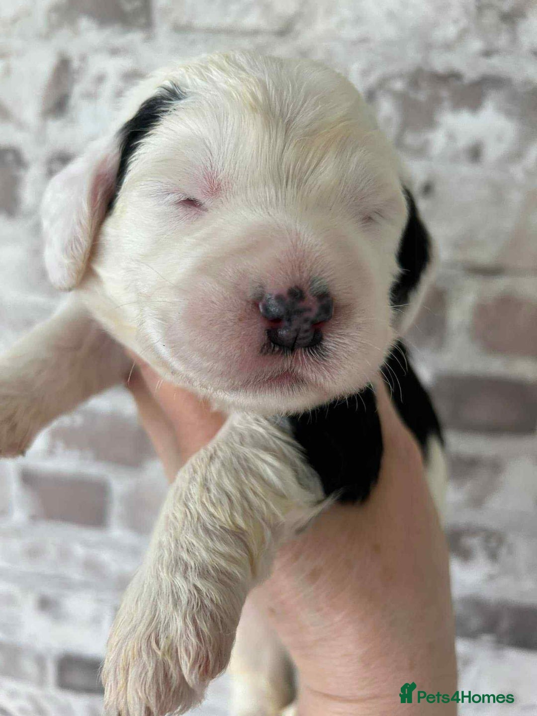Sheepadoodle dogs for sale: unique sheepadoodles due - Image 20
